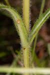 Variableleaf sunflower